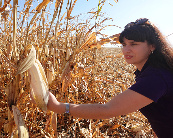 Antonina Broyaka kneels as she examines an ear of dried corn in an expansive field in Ukraine.