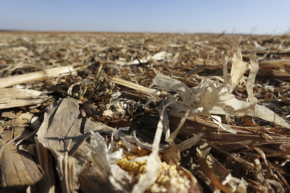 A closeup of the dirt and remnants of a corn field after it has been harvested.