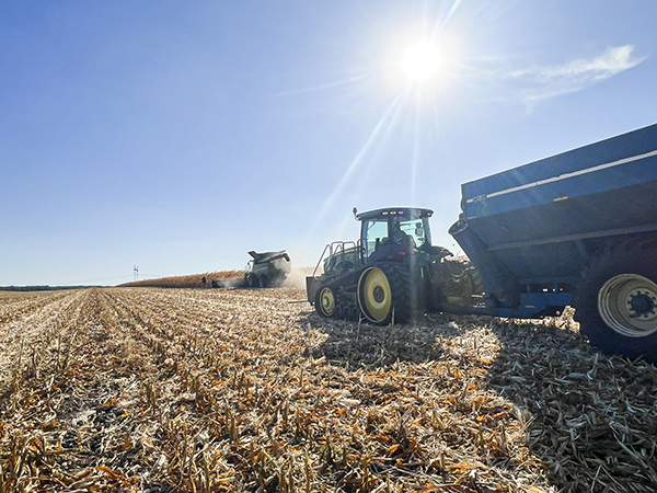 A green tractor hauls a blue cart behind a combine as it harvests a field of golden Ukrainian corn under a crisp blue sky.