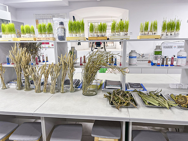 On a counter in a white laboratory setting, several trays and vases hold wheat in various stages of growth.