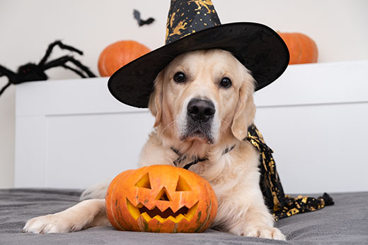Halloween pet safety
