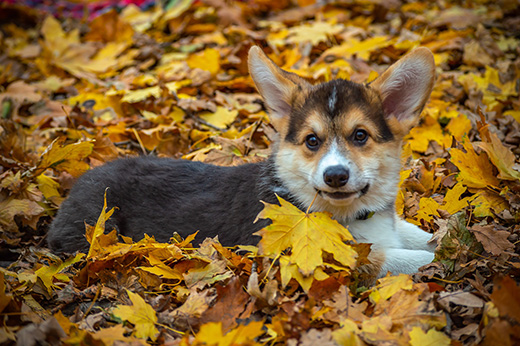 dog with leaves Dog in leaves