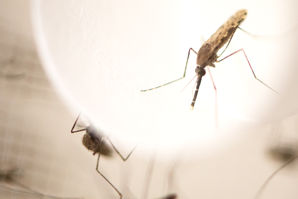An extreme closeup shows a couple of female mosquitos sitting on a brightly lit lightbulb.