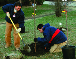 planting a Canada red cherry tree