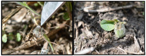 alfalfa weevil