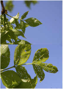 Brownheaded Ash Sawflies