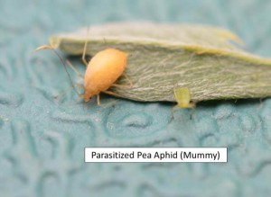aphid