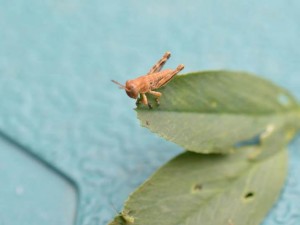 grasshopper