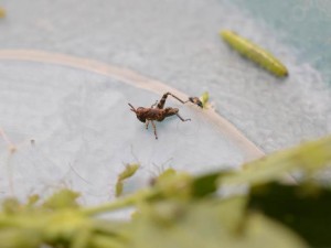 grasshopper2