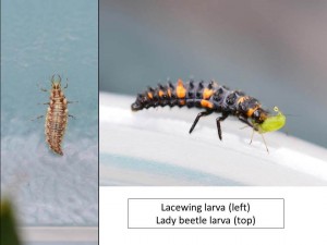 lacewing