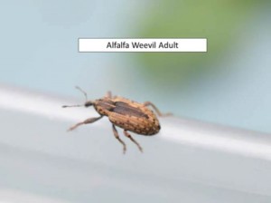 weevil