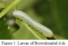 figure 1 cloyd
