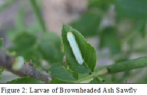 figure 2 cloyd
