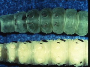 CaterpillarvsSawfly