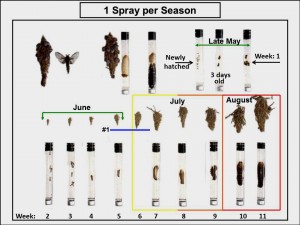 5-bagworm sequance.jpg