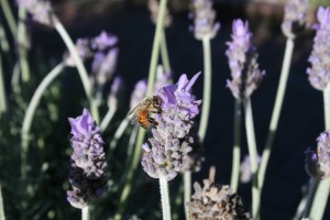 IMG_2443