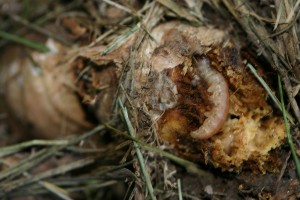 3-Rhizome - jpg
