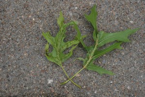 Figure1VeinPocketGall