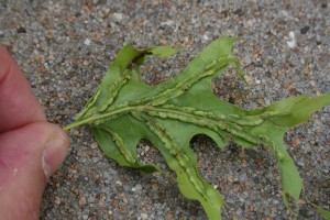 Figure2VeinPocketGall