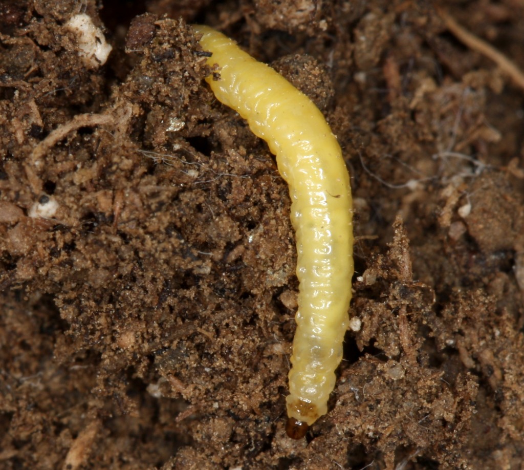wcr larva