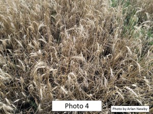 Hessian fly Photo 4