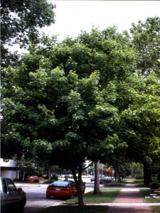 3-Mapletreejpg