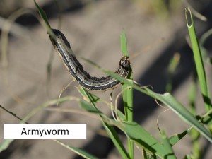 Armyworm