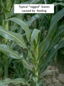Ragged leaves corn