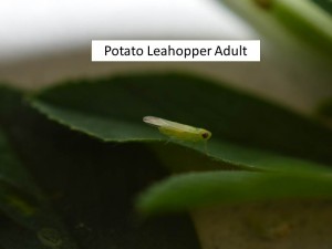 Leafhopper adult