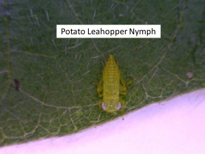 Leafhopper nymph