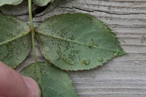 Figure1RoseSawflyLarvaeFeedingOnLeafUnderside