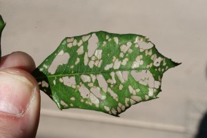 Figure4FeedingDamageCausedByBristlyRoseSlugLarvae