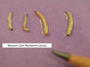 WCR larvae