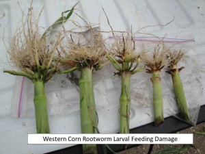 WCR larval feeding damage