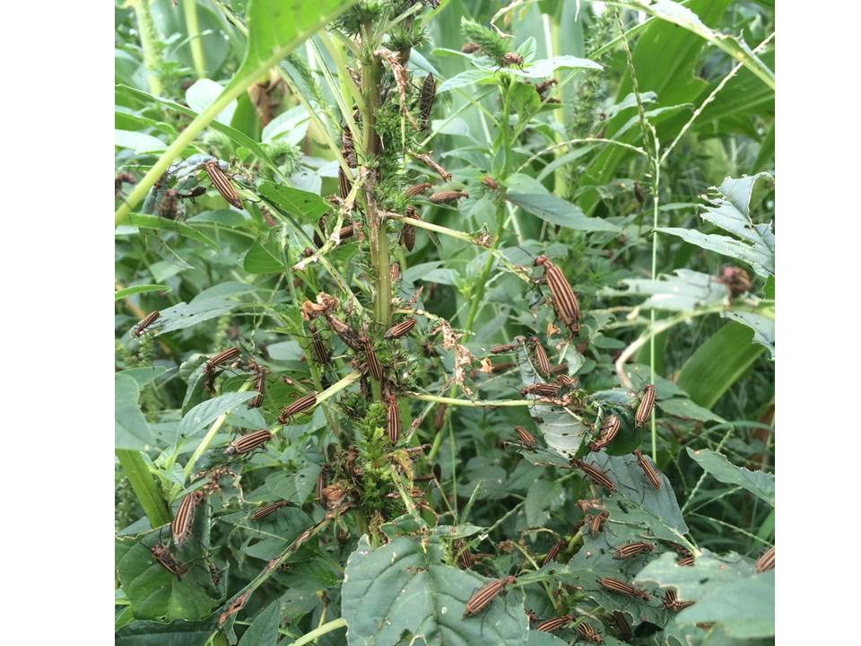 blister beetle pigweed