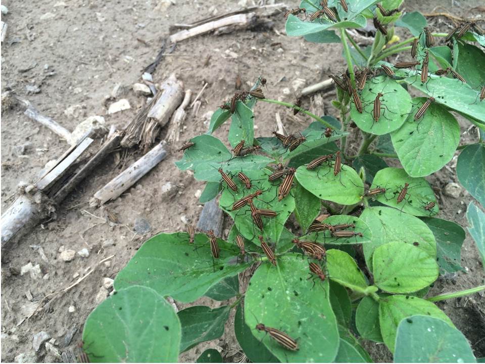 blister beetle soybeans