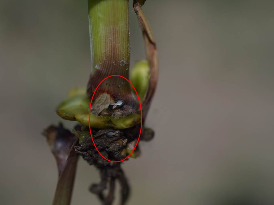 chinch bug adults