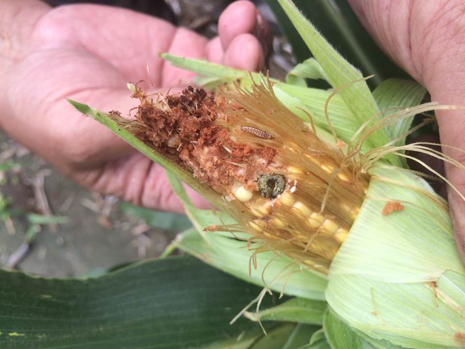 corn earworm in ear