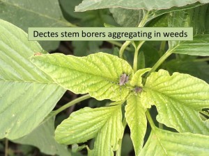Dectes on weeds