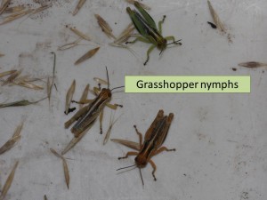 grasshopper nymphs