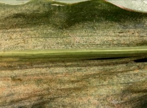 spider mite damage 2015 small