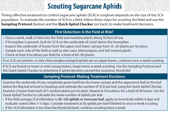 scouting plan sugarcane aphid
