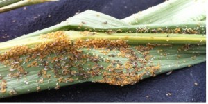 sugarcane aphids