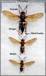 Male-female cicadakiller