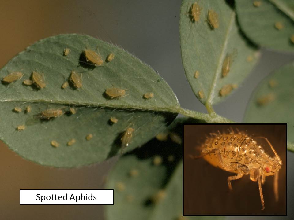 Spotted alf aphid