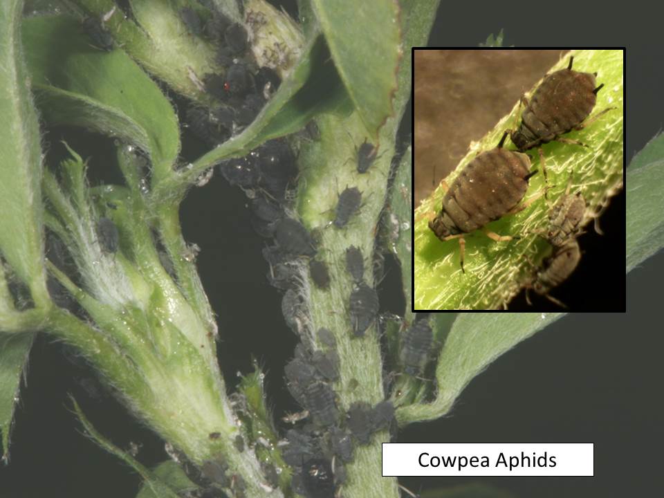 cowpea aphids
