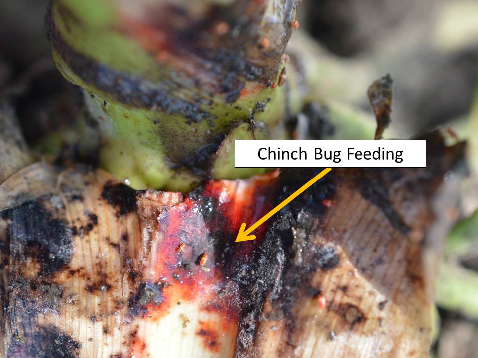 chinch bug feeding