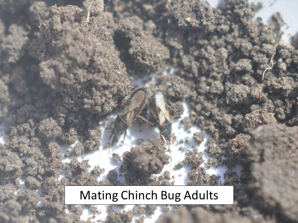 chinch bug mating