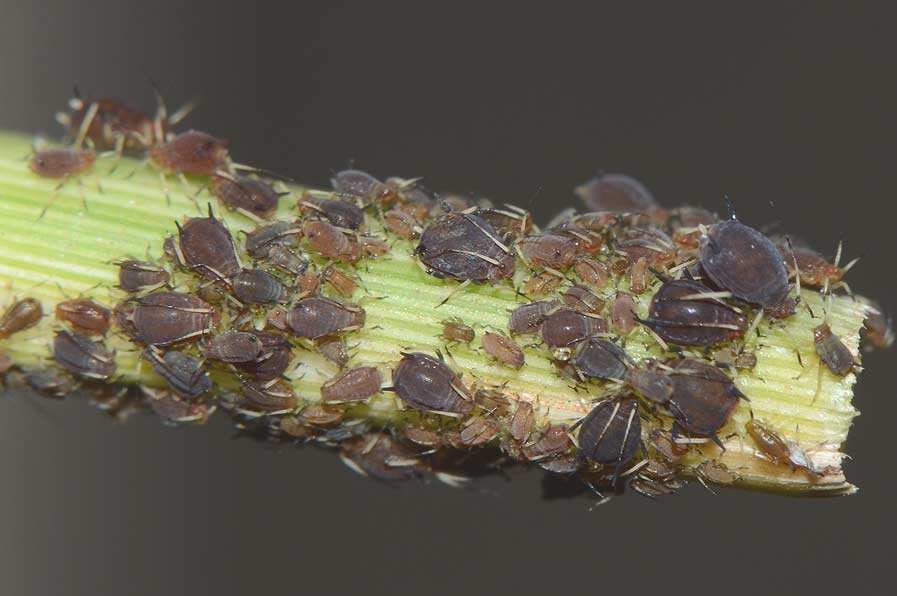 rusty plum aphid ks