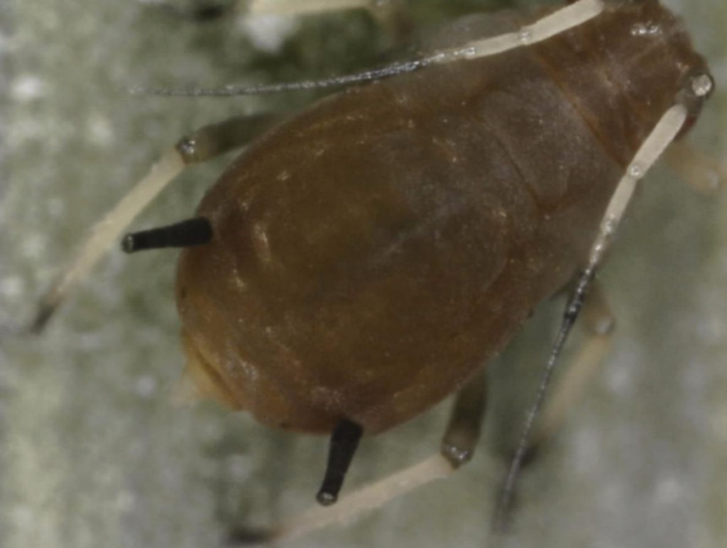 rusty plum aphid ks 2